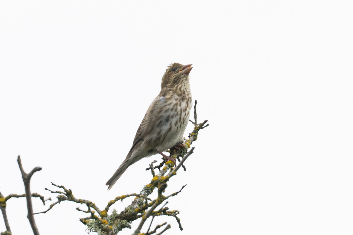 Purple Finch - ML636015703