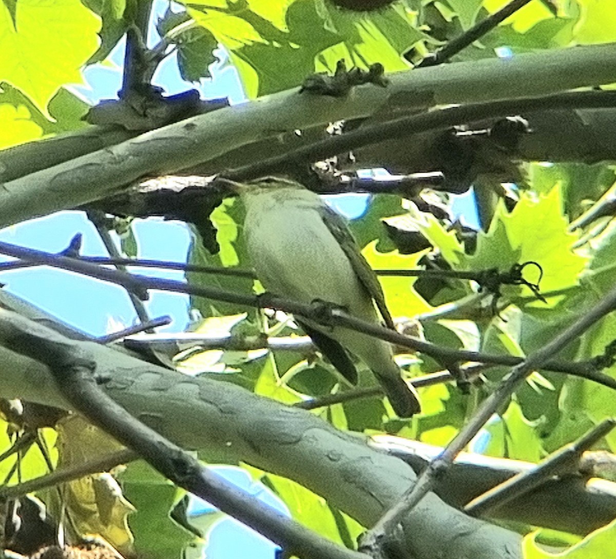 Arctic Warbler - ML636015775