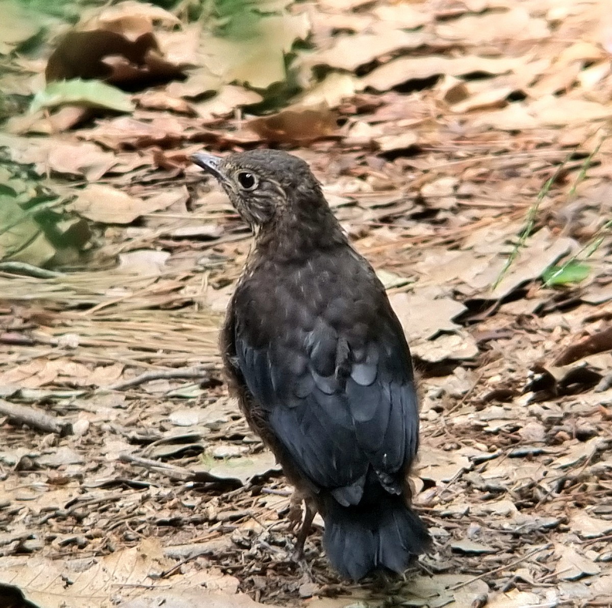Chinese Blackbird - ML636015796