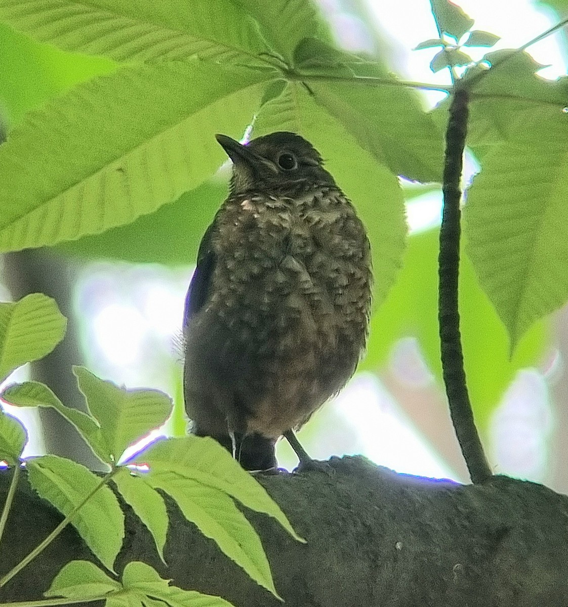 Chinese Blackbird - ML636015797