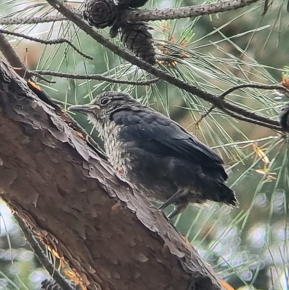 Chinese Blackbird - ML636015798