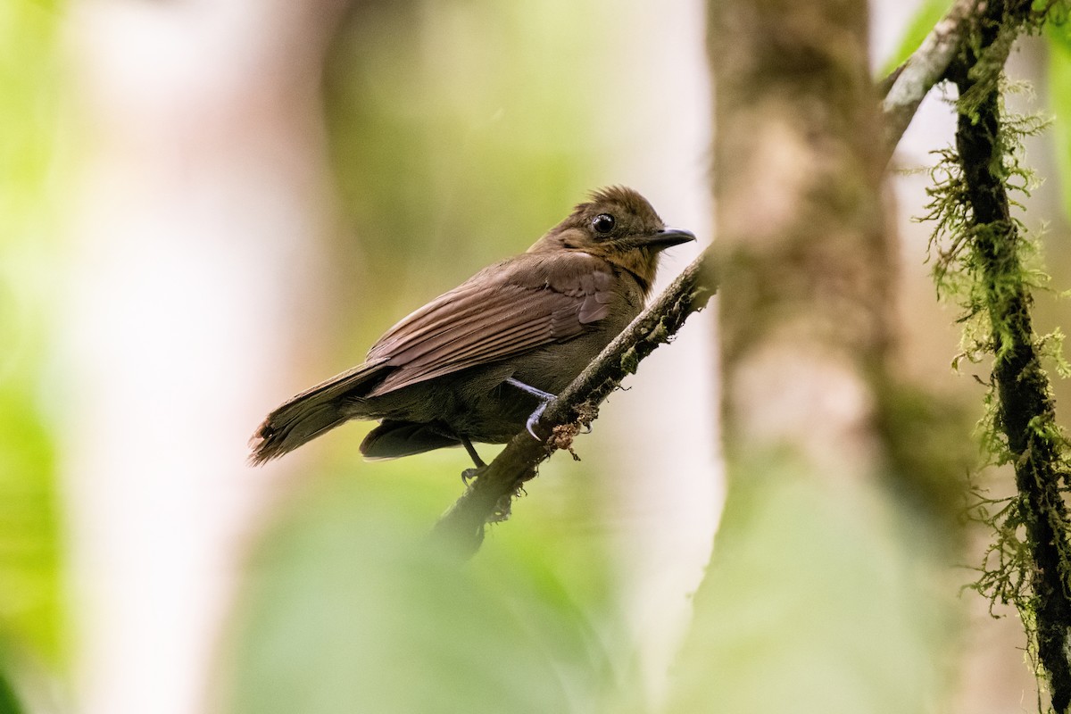 Northern Schiffornis - ML636015862