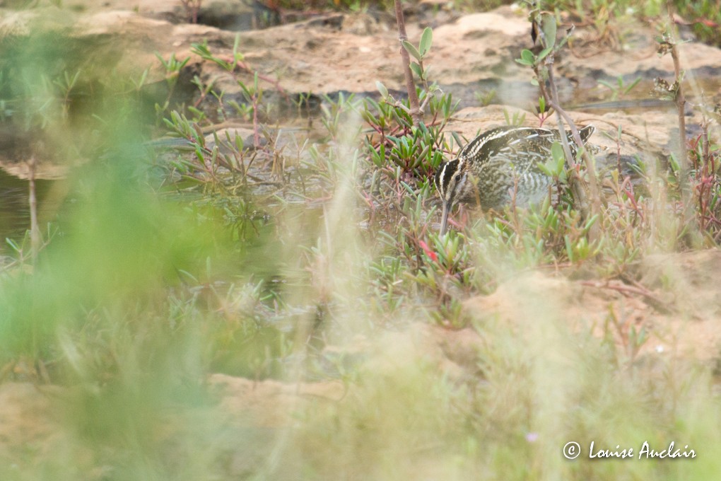 Wilson's Snipe - ML63601591