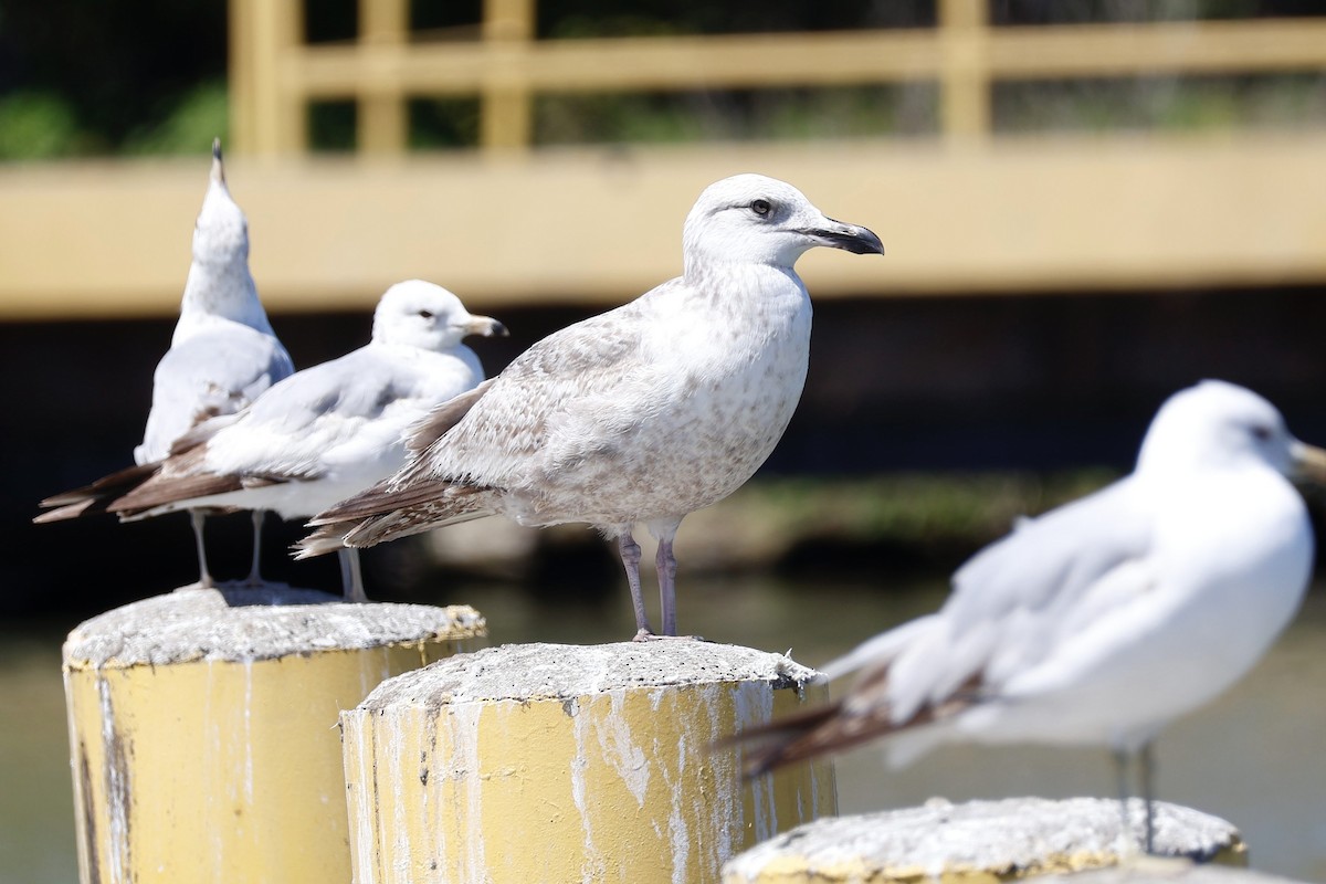 American Herring Gull - ML636015930