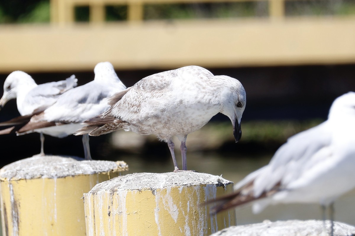 American Herring Gull - ML636015931