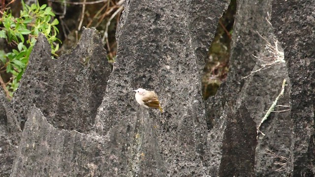 Bare-faced Bulbul - ML636015934