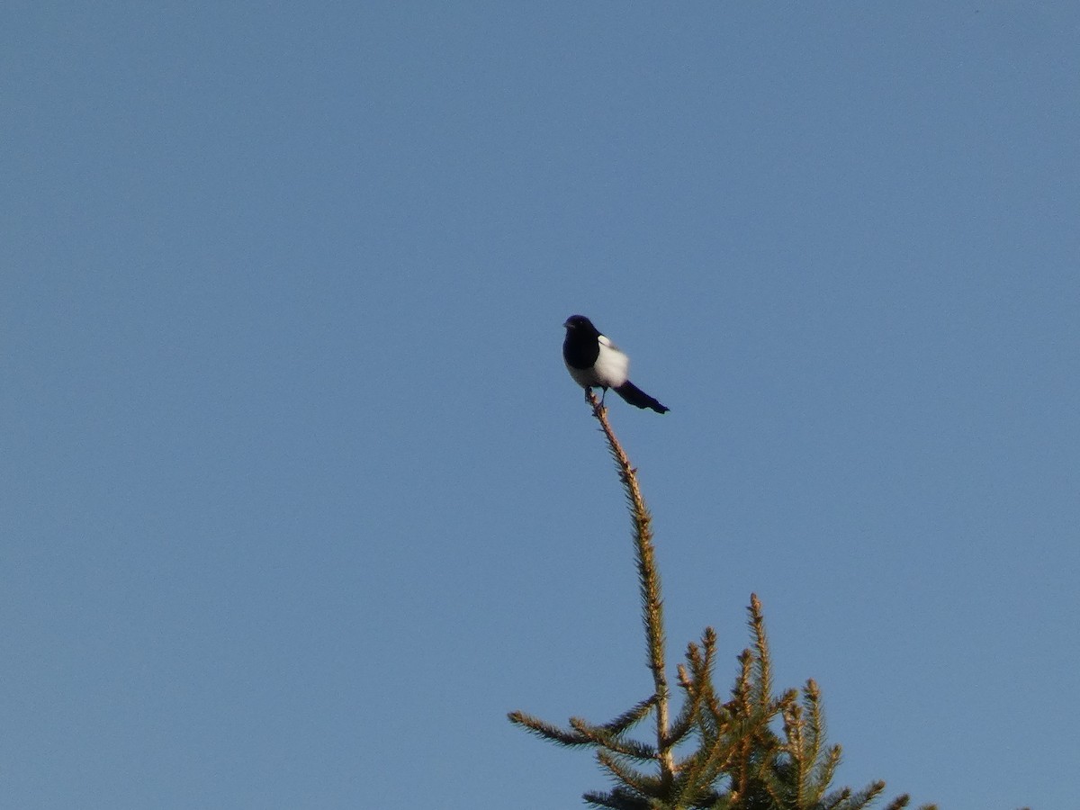Black-billed Magpie - ML636016046
