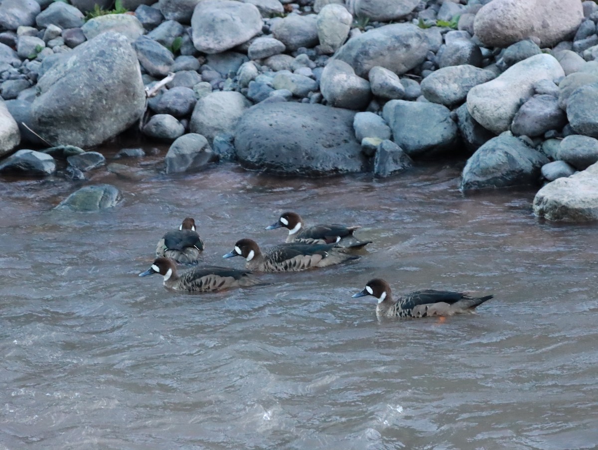 Spectacled Duck - ML636016070