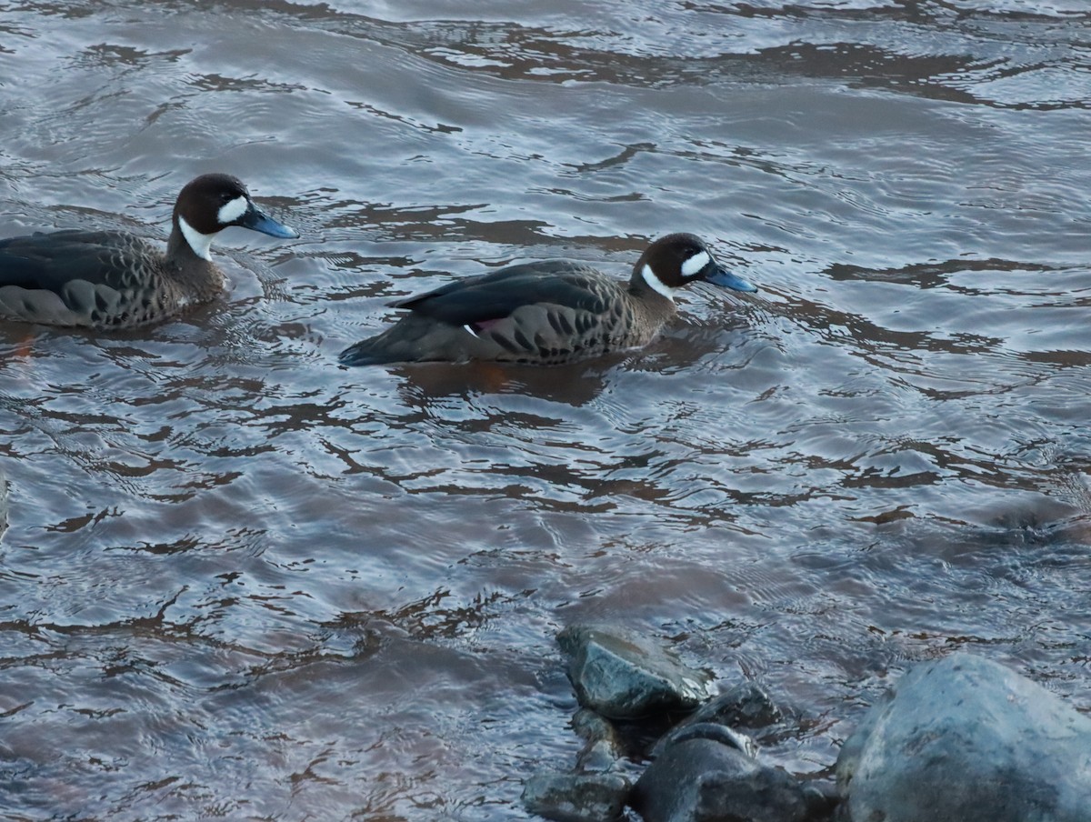 Spectacled Duck - ML636016071