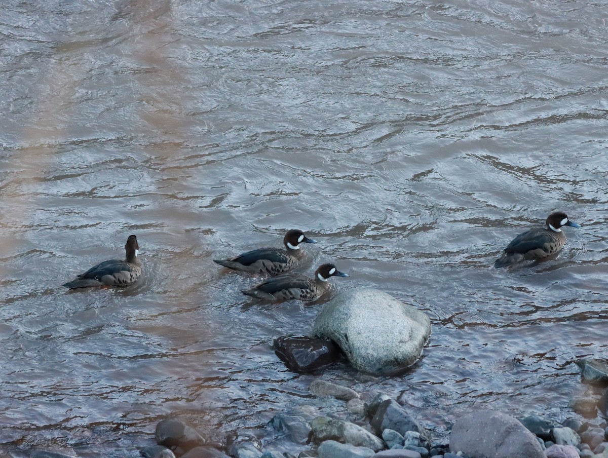 Spectacled Duck - ML636016072