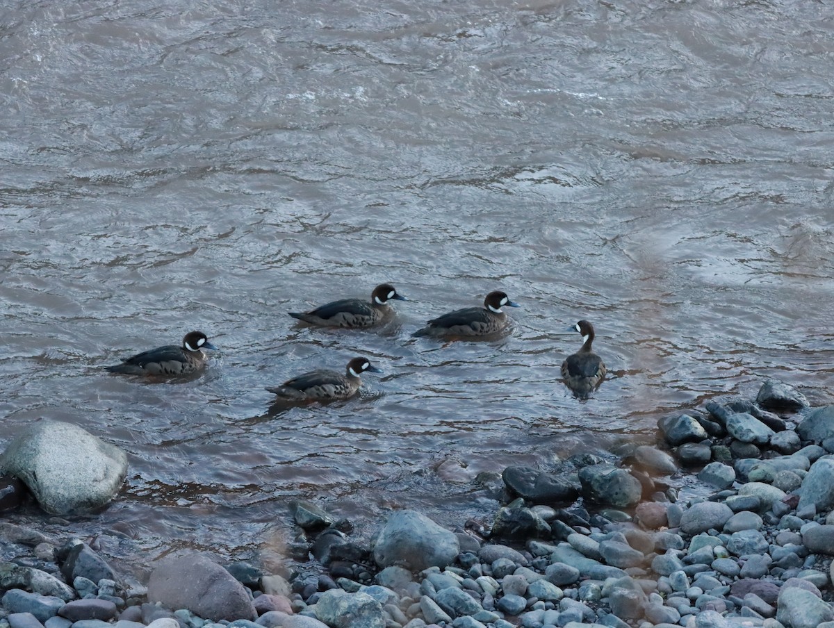 Spectacled Duck - ML636016073