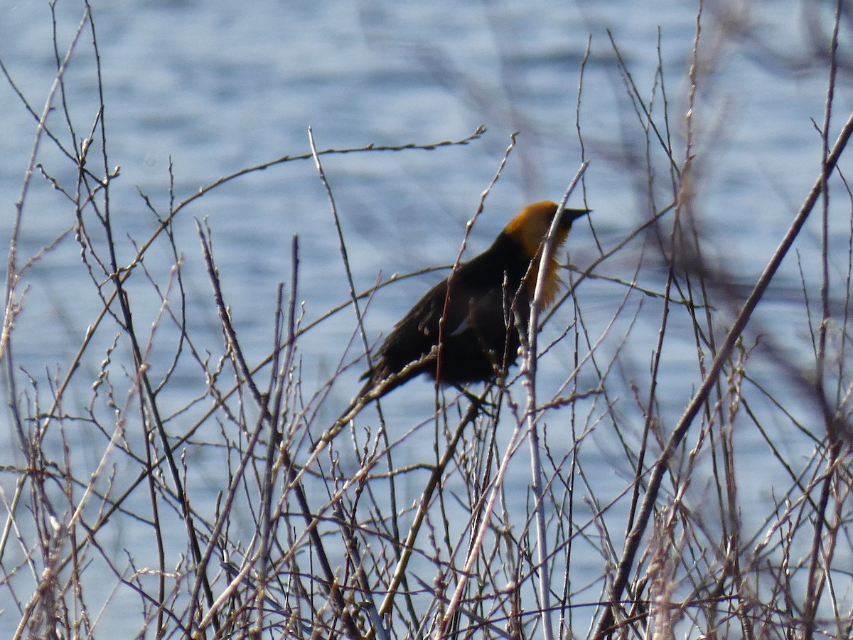 Yellow-headed Blackbird - ML636016114
