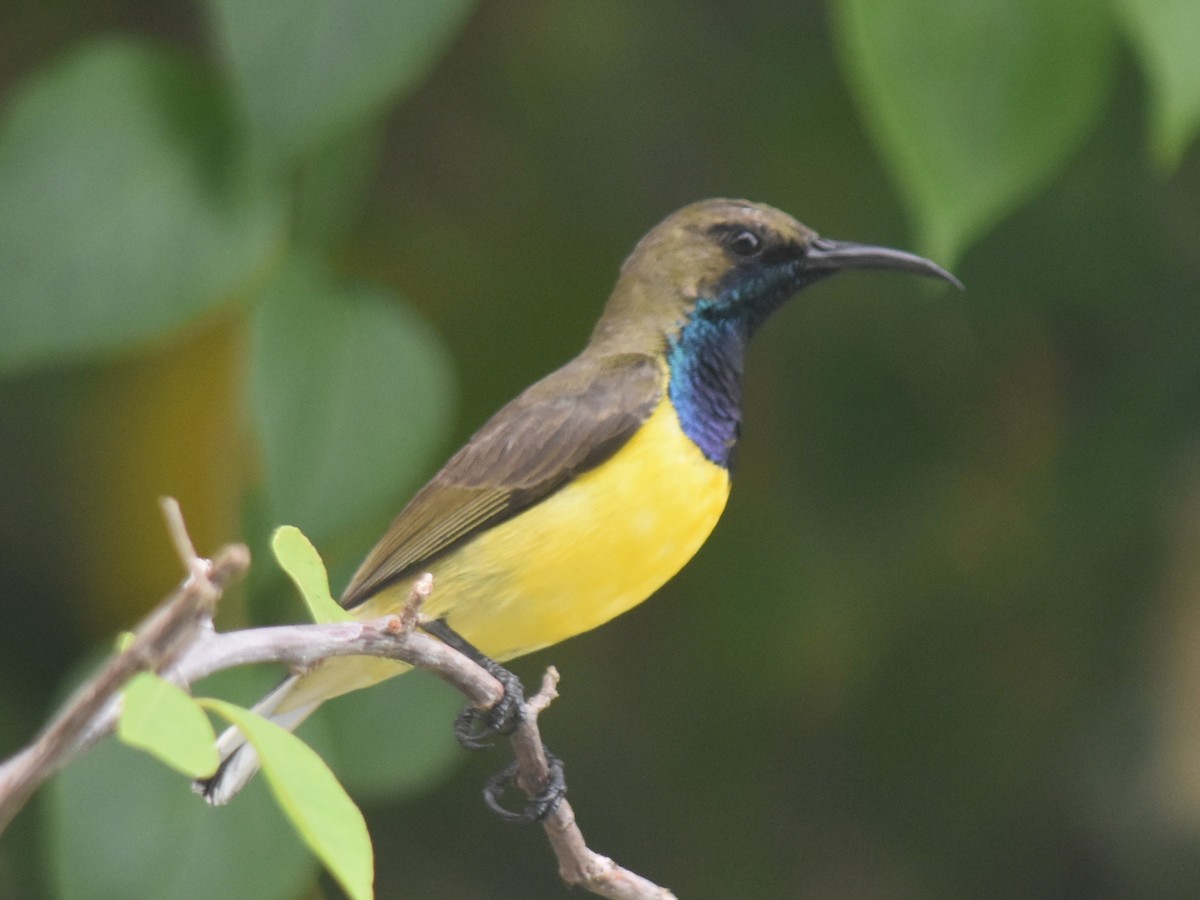 Garden Sunbird - ML636016161