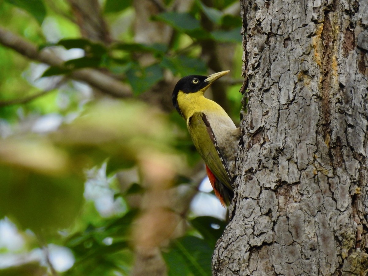 Black-headed Woodpecker - ML636016269