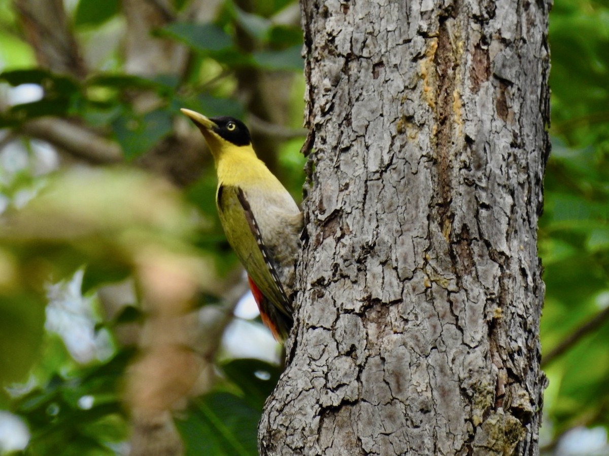 Black-headed Woodpecker - ML636016271