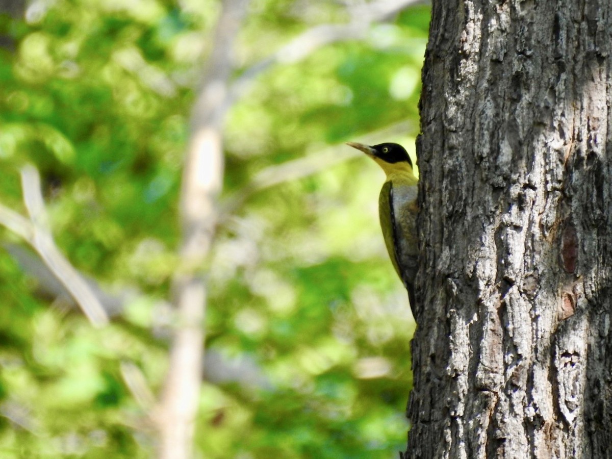 Black-headed Woodpecker - ML636016273