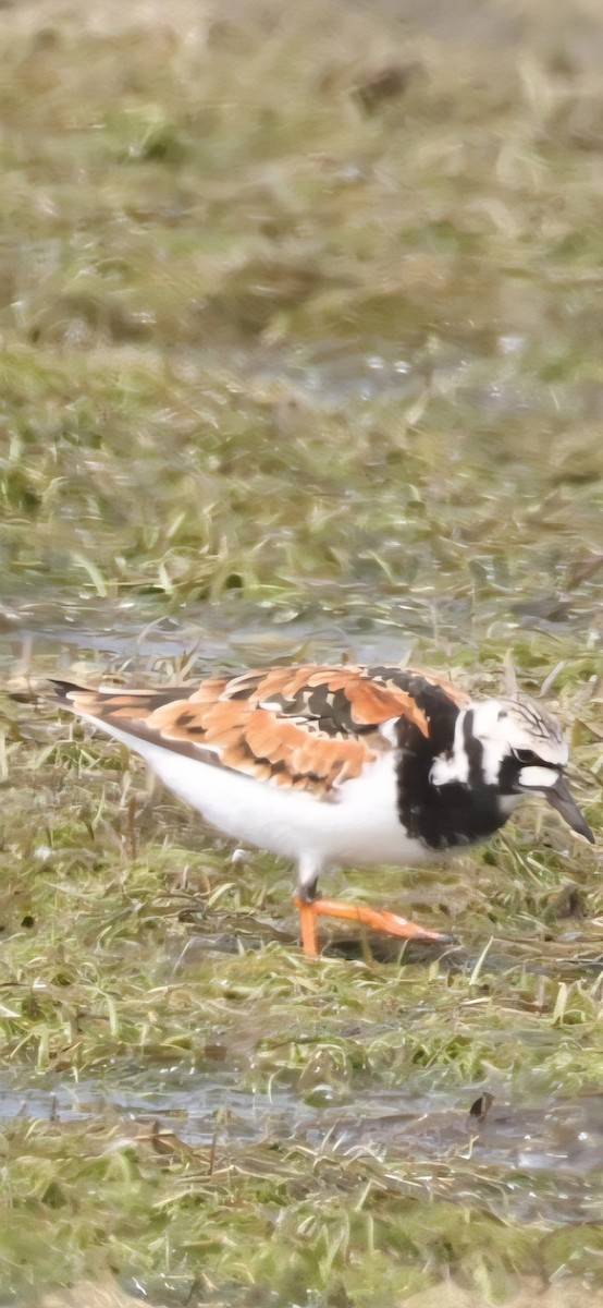 Ruddy Turnstone - ML636016339