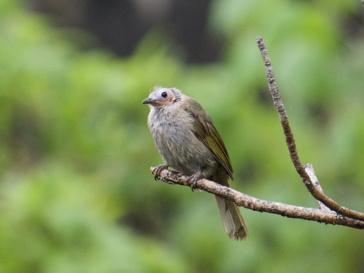 Bare-faced Bulbul - ML636016418