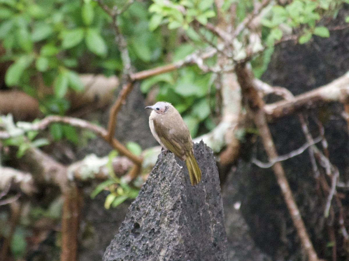 Bare-faced Bulbul - ML636016419