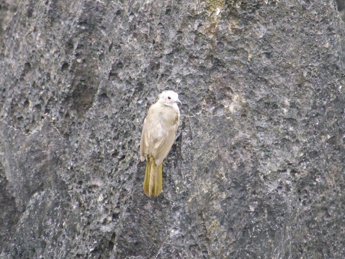 Bare-faced Bulbul - ML636016420