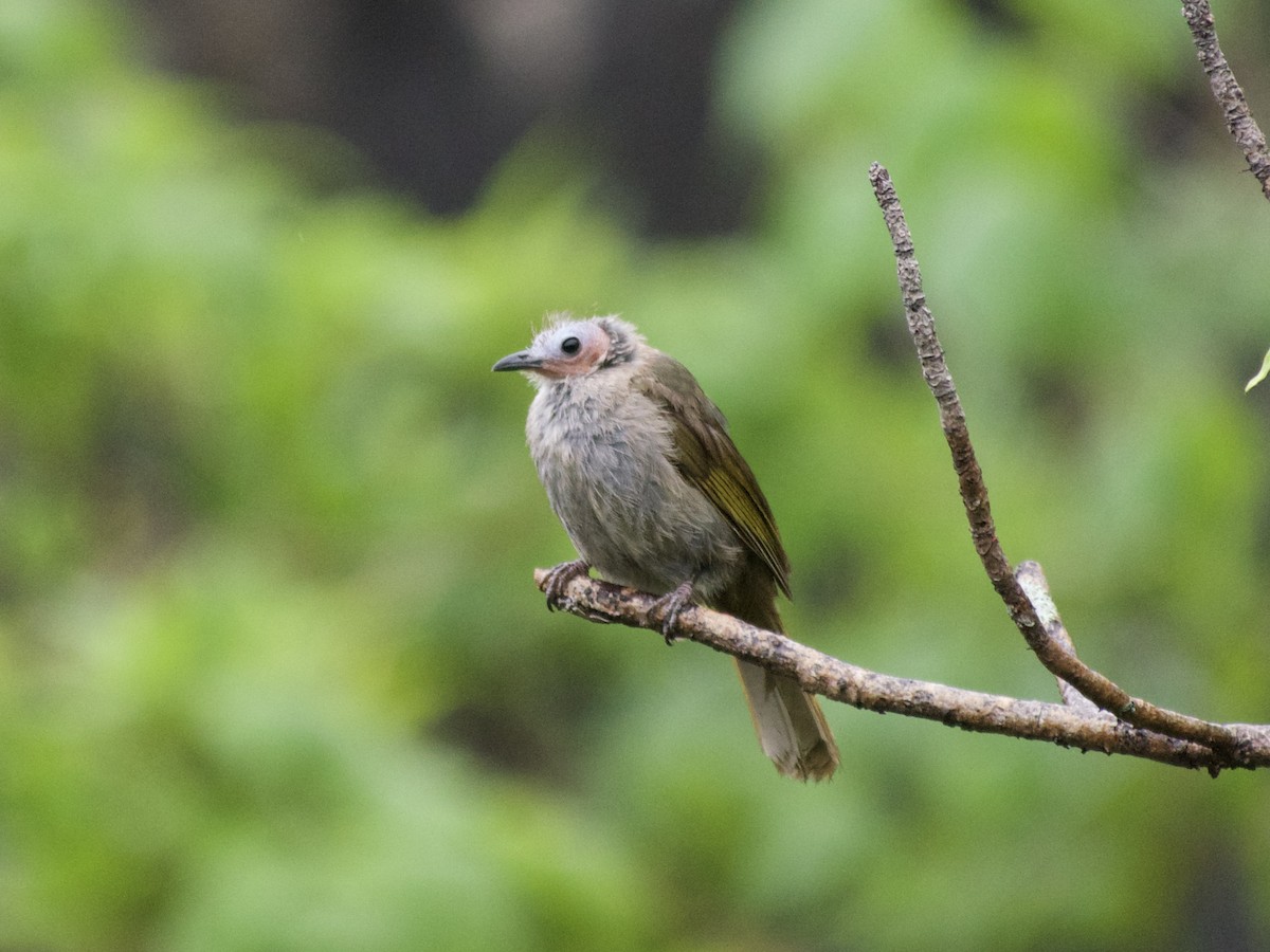Bare-faced Bulbul - ML636016421