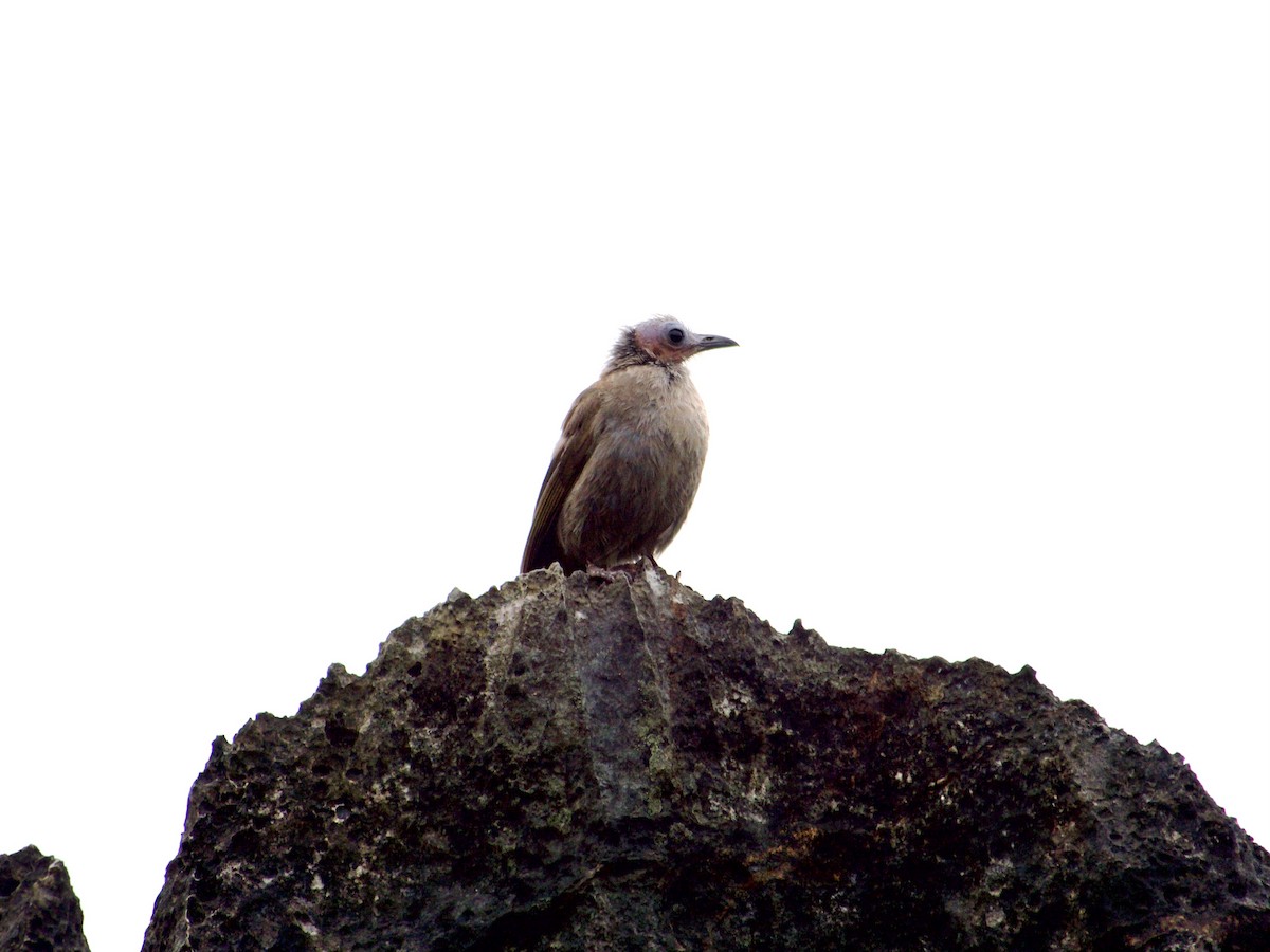 Bare-faced Bulbul - ML636016422