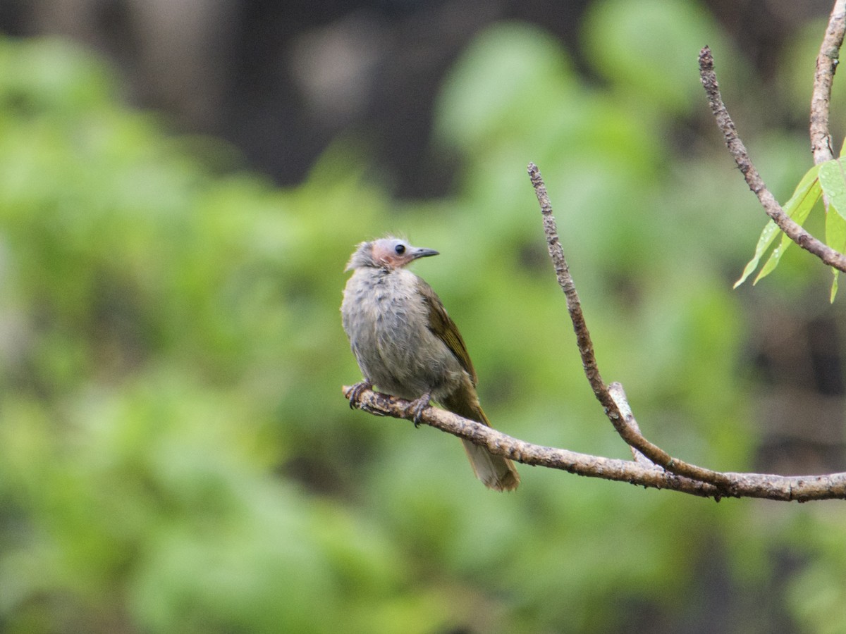 Bare-faced Bulbul - ML636016423