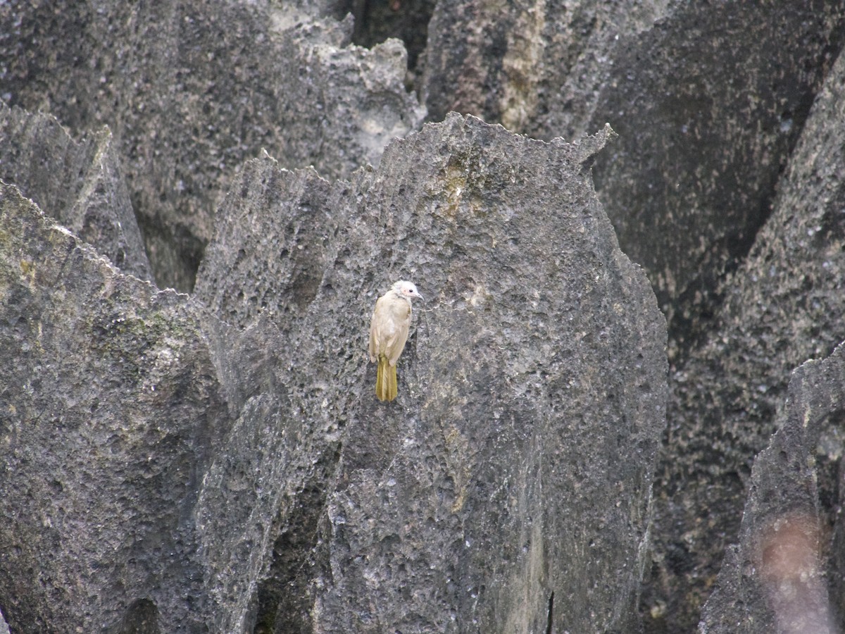 Bare-faced Bulbul - ML636016471