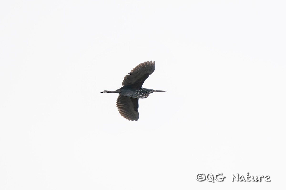 Black Bittern - ML636016493