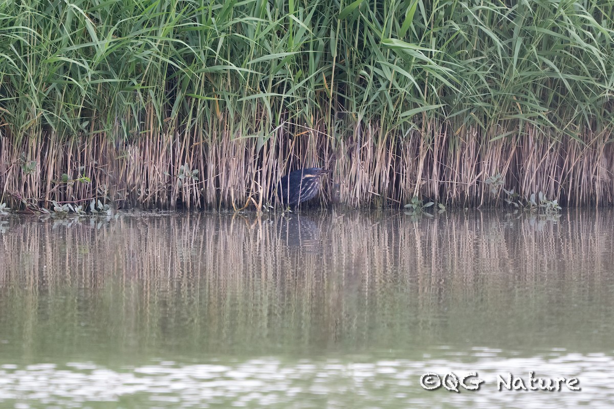 Black Bittern - ML636016494