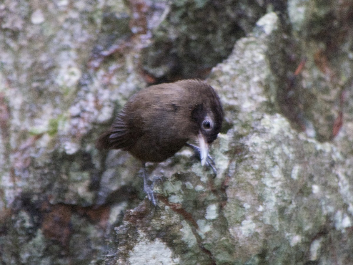 Sooty Babbler - ML636016512