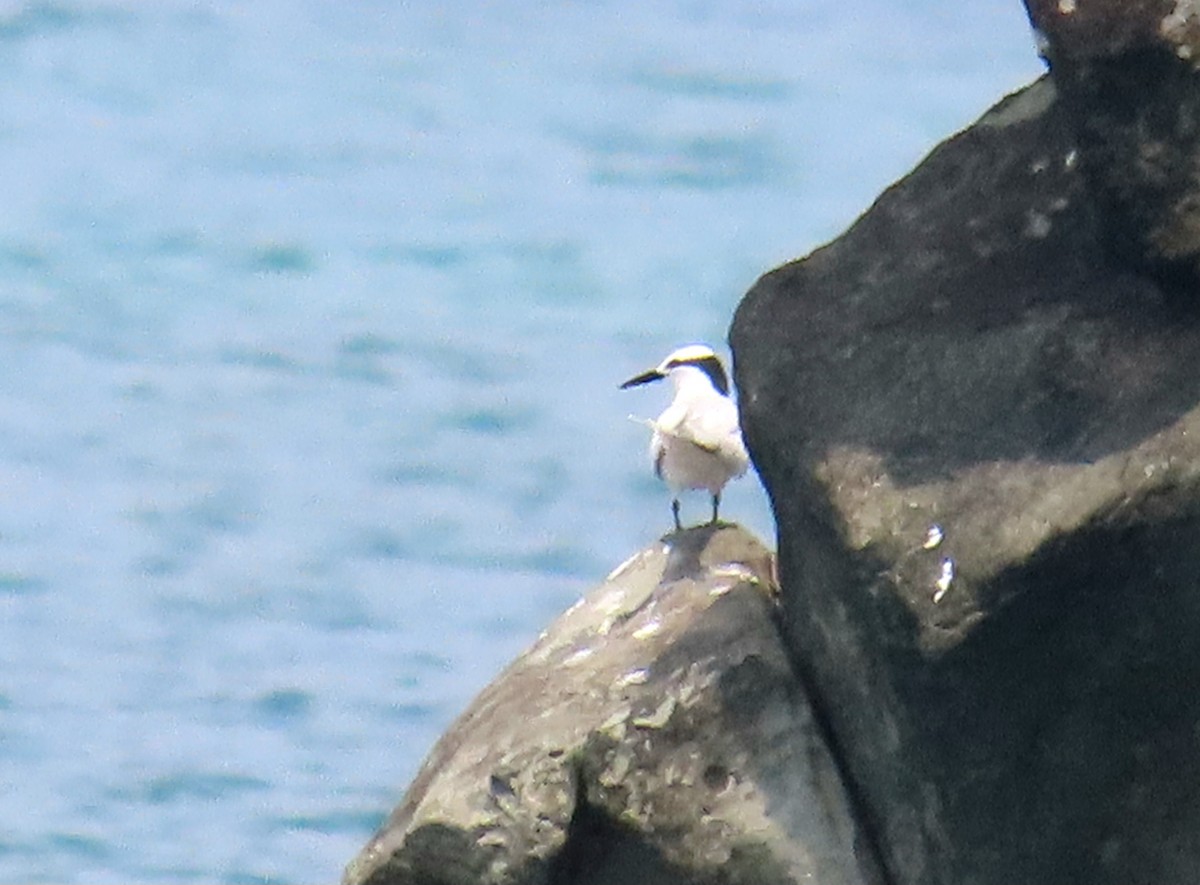 Black-naped Tern - ML636016529
