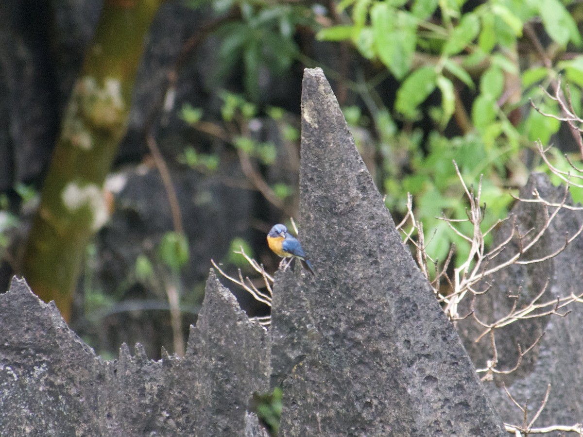 Hill Blue Flycatcher - ML636016566