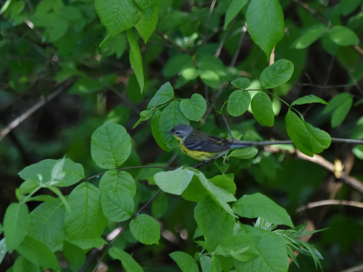 lesňáček tajgový - ML636016577