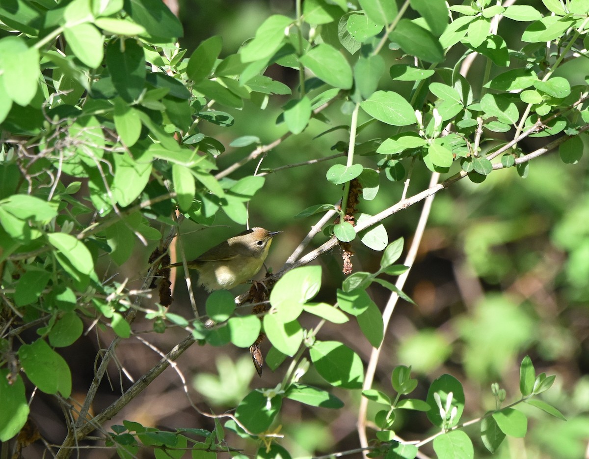 lesňáček žlutohrdlý - ML636016587