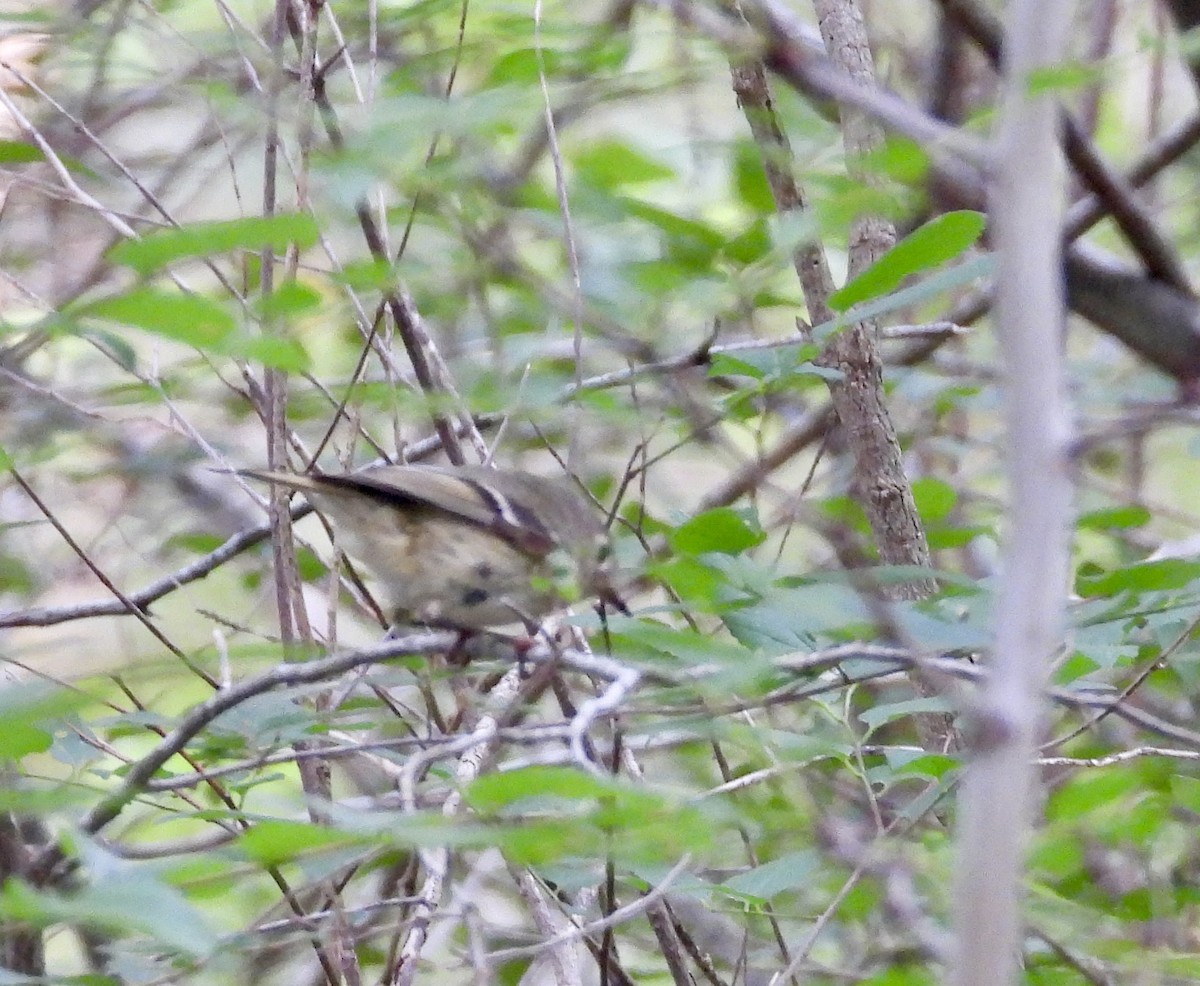 Ruby-crowned Kinglet - ML636016602