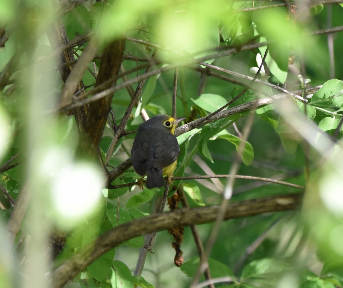 lesňáček kanadský - ML636016608