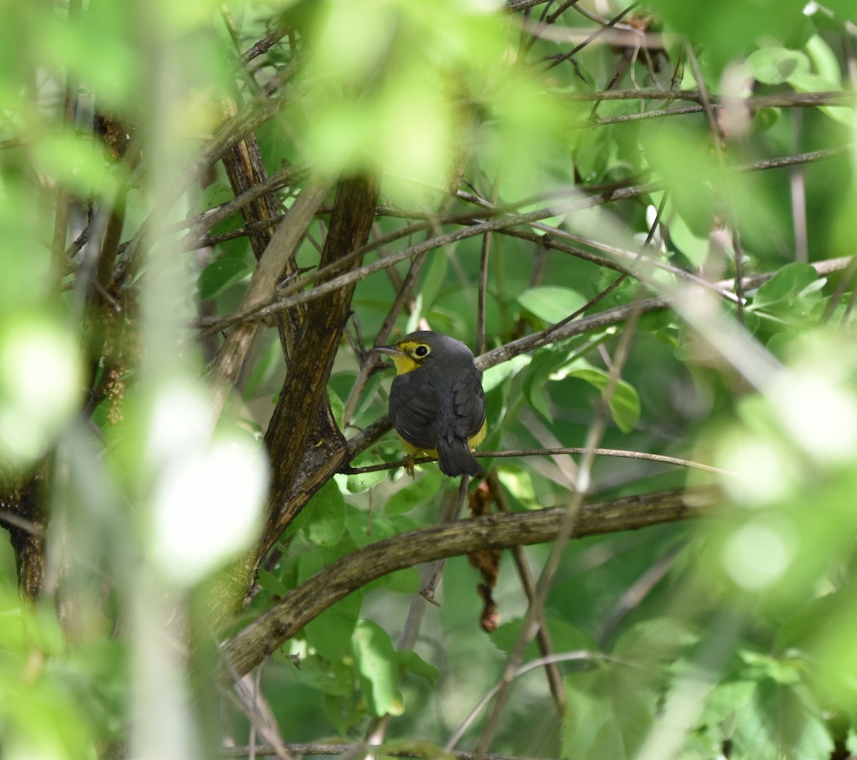 lesňáček kanadský - ML636016609