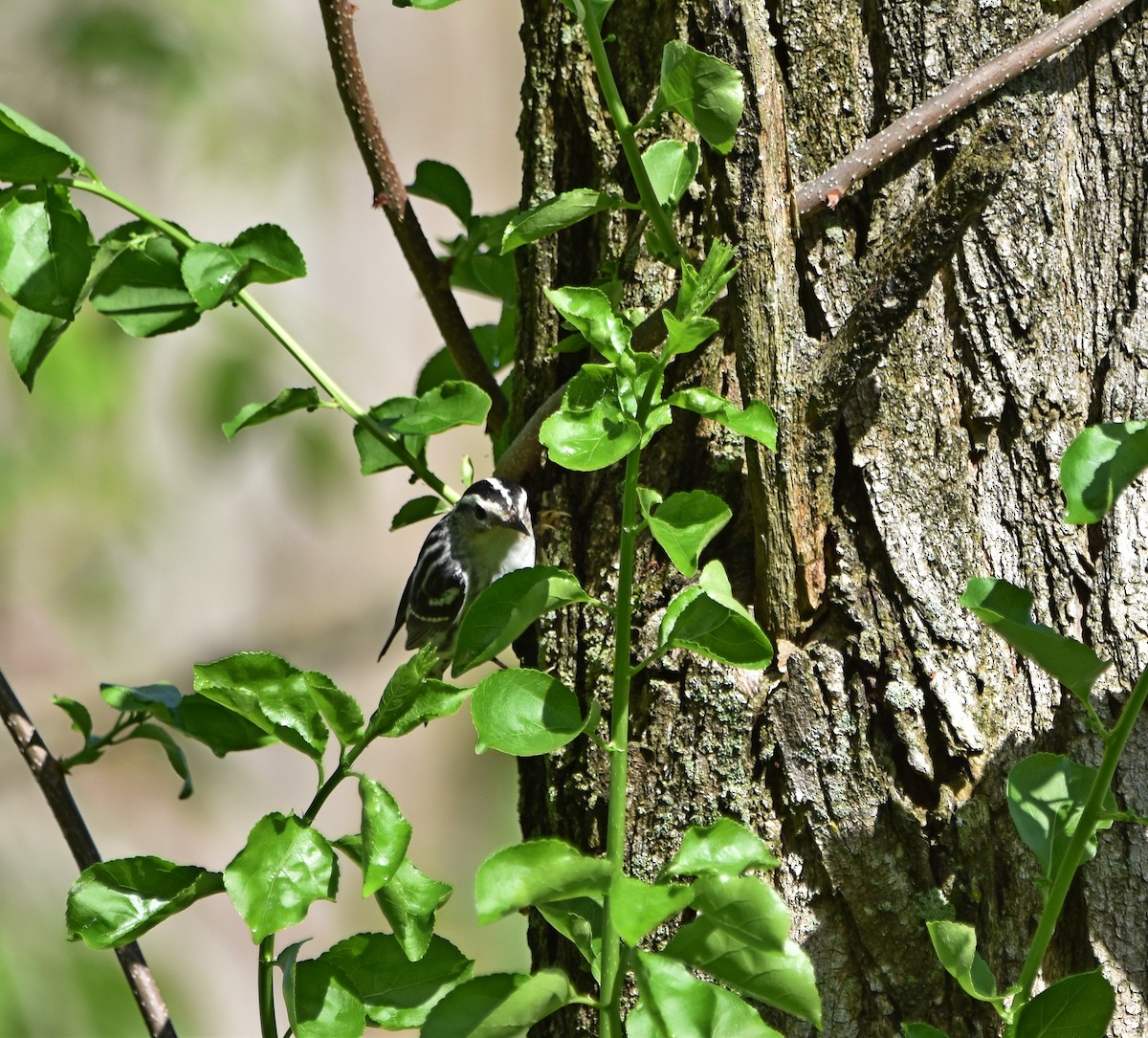 lesňáček černobílý - ML636016626