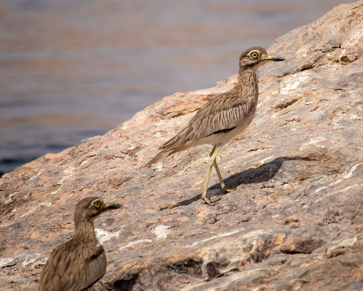 Senegal Thick-knee - ML636016654