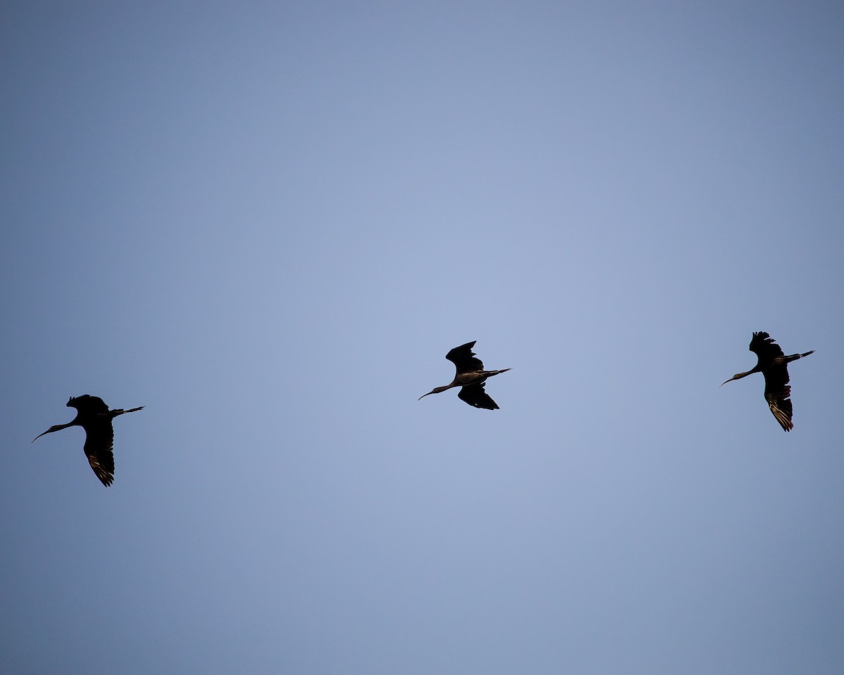 Glossy Ibis - ML636016662