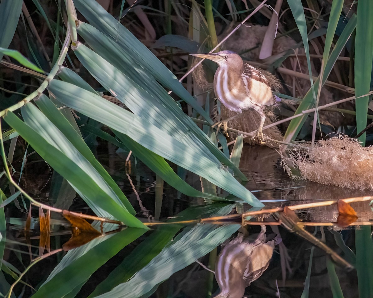 Little Bittern - ML636016670