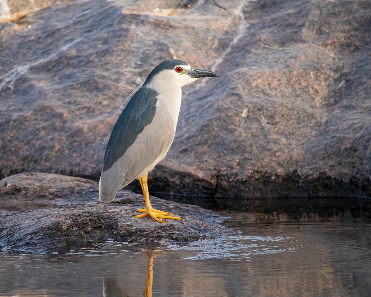 Black-crowned Night Heron - ML636016685