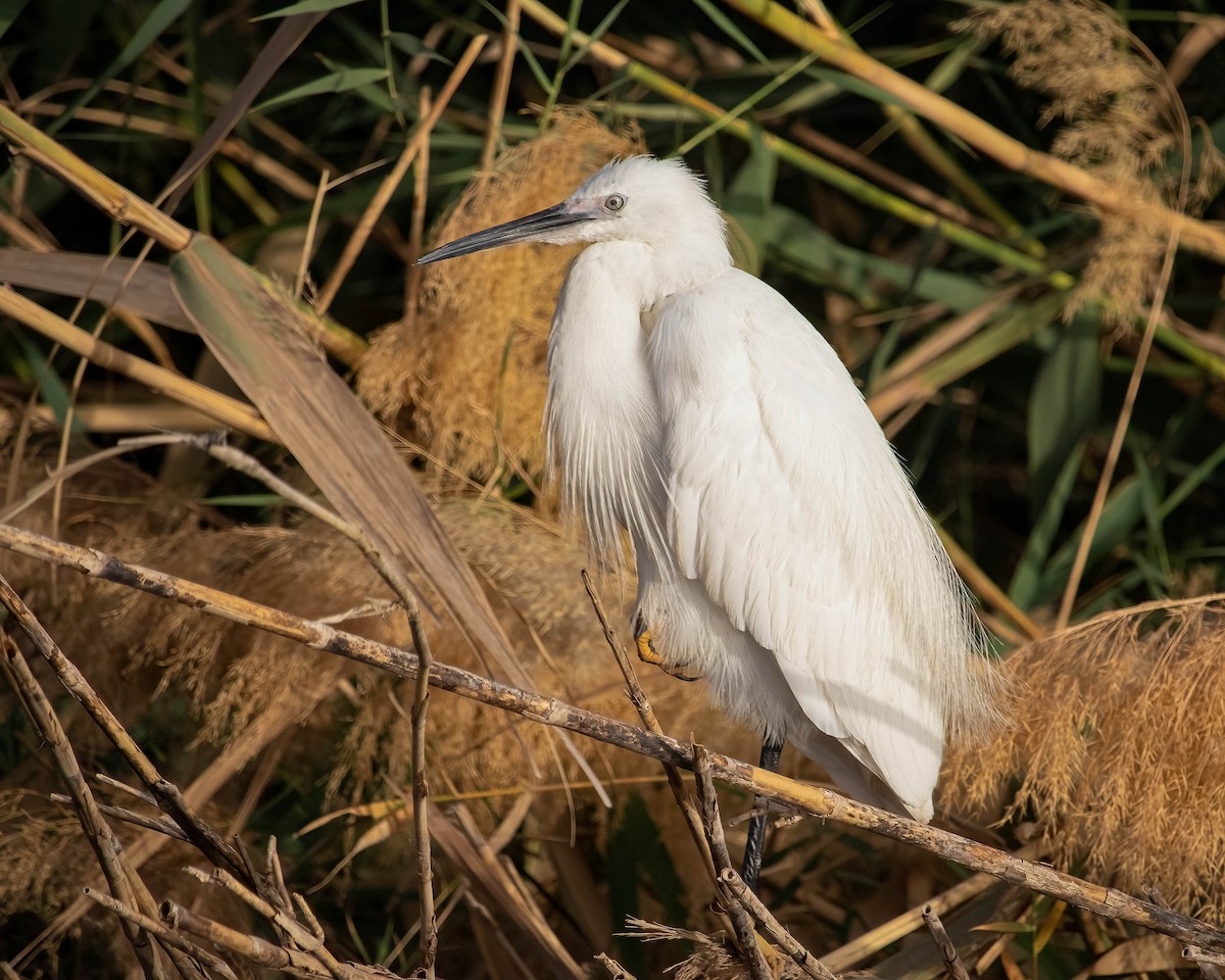 Little Egret - ML636016695