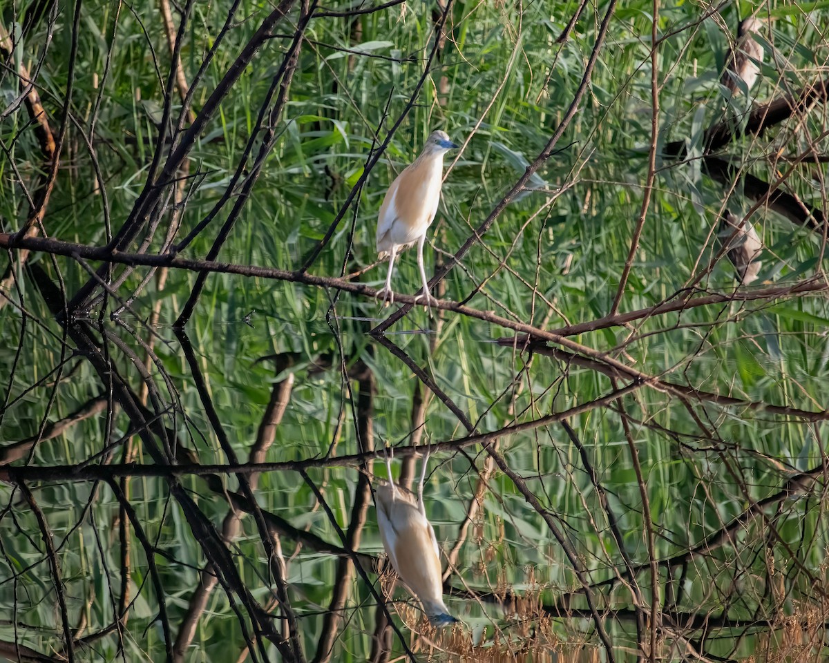 Squacco Heron - ML636016710
