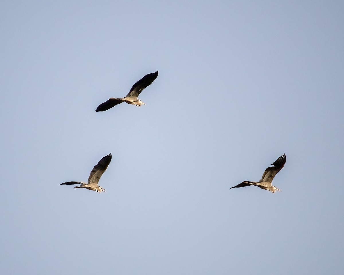 Gray Heron - ML636016720