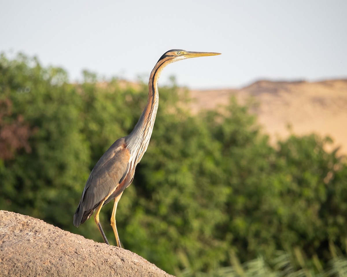 Purple Heron - ML636016728