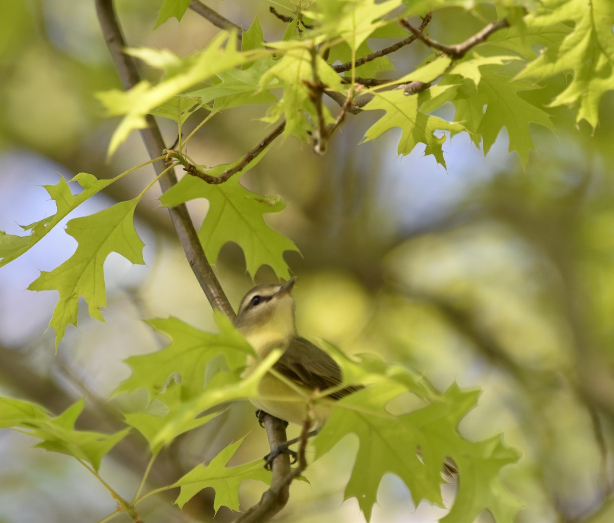 zelenáček kanadský - ML636016729