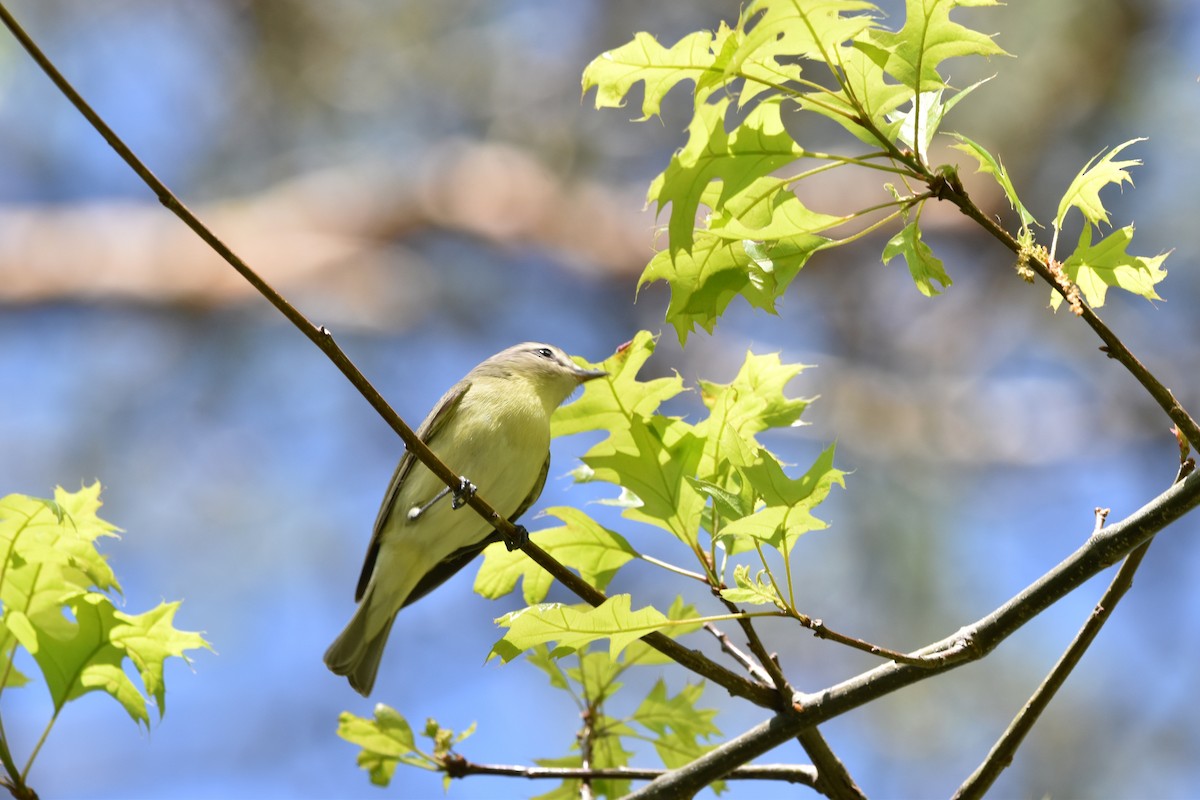 zelenáček kanadský - ML636016730