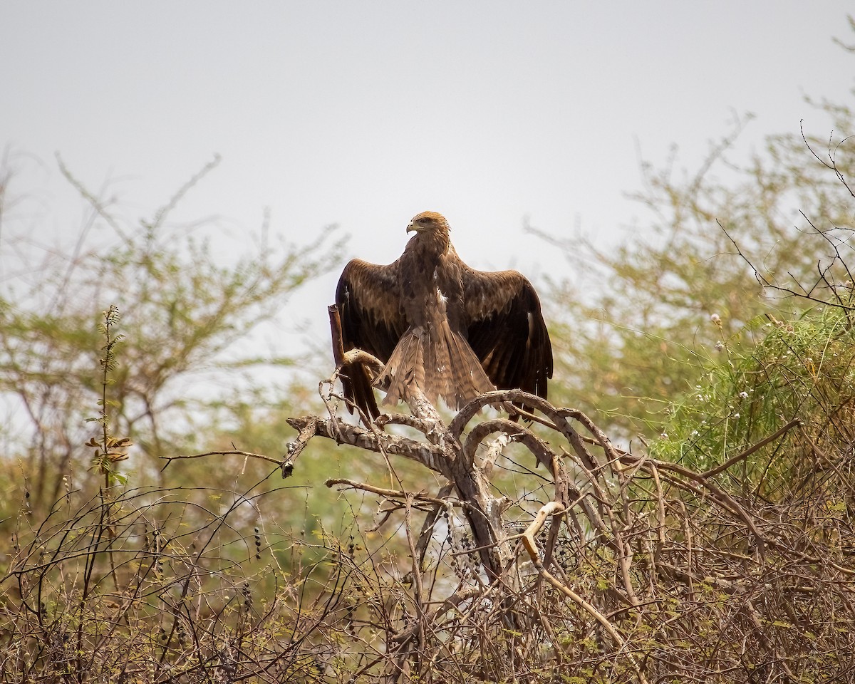 Black Kite - ML636016743